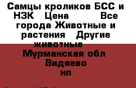 Самцы кроликов БСС и НЗК › Цена ­ 400 - Все города Животные и растения » Другие животные   . Мурманская обл.,Видяево нп